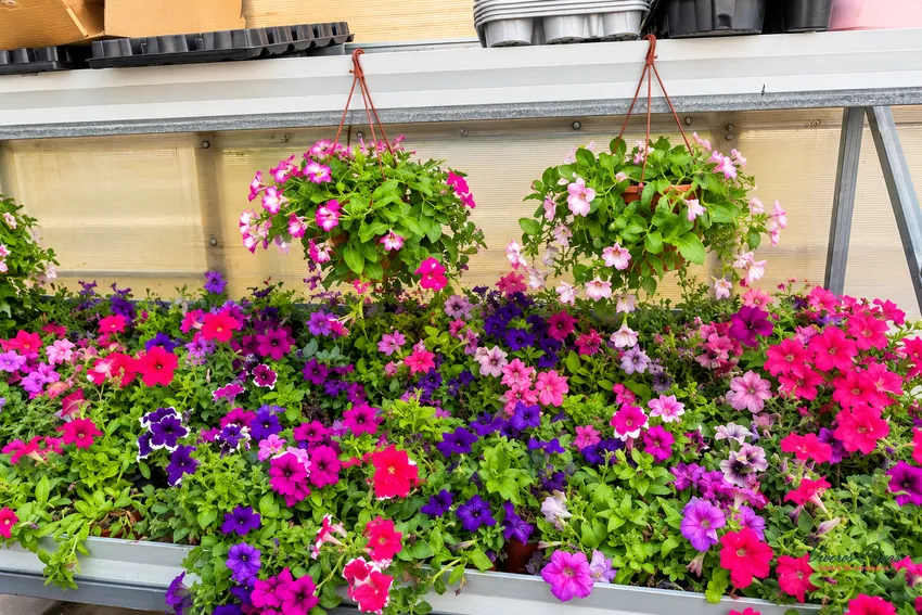 Flores y planta de temporada