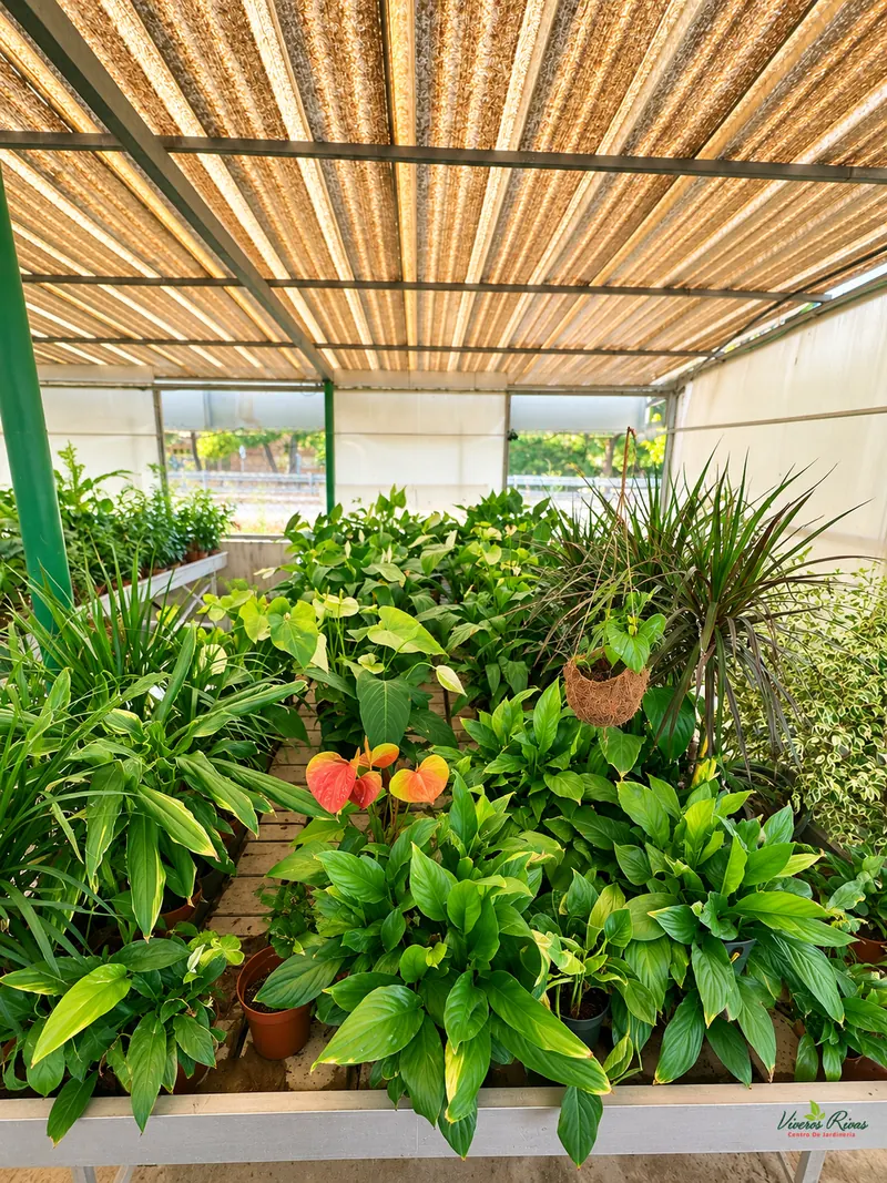 Plantas de interior